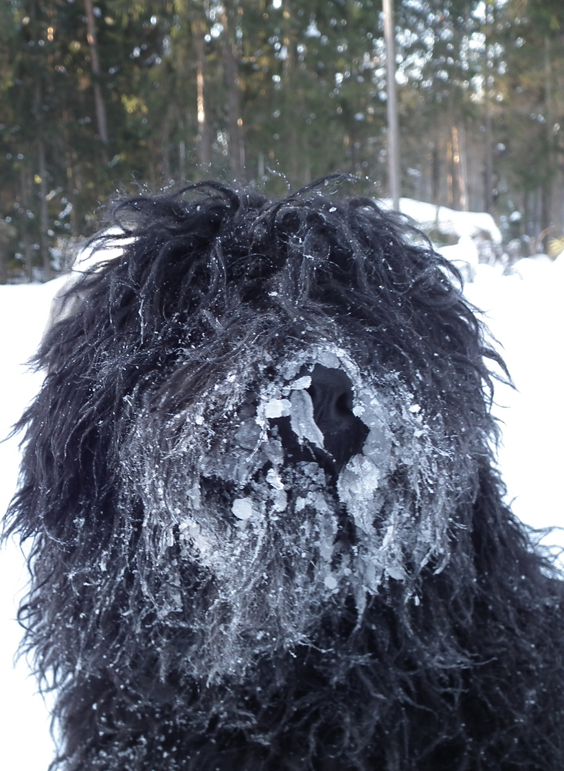 щенки пули, подрщенные пули, купить щенка пули ПУЛИ ИЛЛУШКА