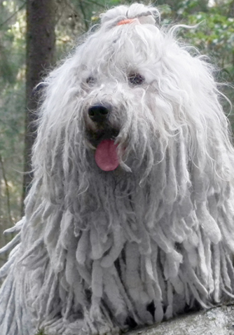 щенки пули в питомнике, белая пули Белая пули Тина питомник Matthias Rex