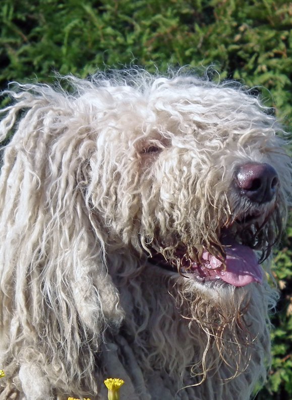 собака в дредах, комондор КОМОНДОР ЛИСЯ - 14 лет ушла на радугу 14.12.21 в 20ч 20 мин ...