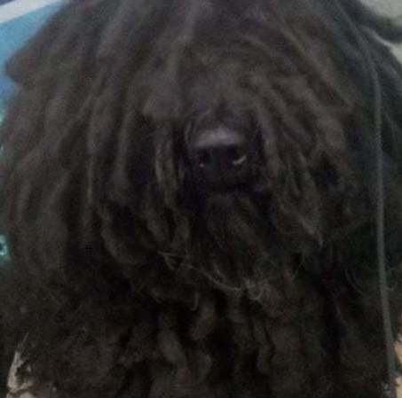 щенки пули в питомнике, Matthias Rex питомник пули Черная пули в питомнике Matthias rex